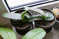 Puderpinsel (Haemanthus albiflos)