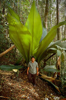 Joey-Palme (Johannesteijsmannia altifrons)