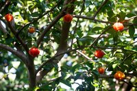 Surinamische Kirsche (Eugenia uniflora)