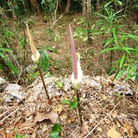 Aronstab (Amorphophallus variabilis)