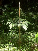 Aronstab (Amorphophallus variabilis)