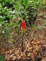 Aronstab (Amorphophallus variabilis)