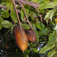 Australische Kastanie (Castanospermum australe)