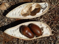 Australische Kastanie (Castanospermum australe)