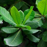 Indische Mandel (Terminalia catappa)