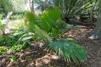 Wei&szlig;e Elefantenpalme (Kerriodoxa elegans)
