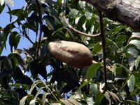 Mahagoni (Swietenia mahagoni)