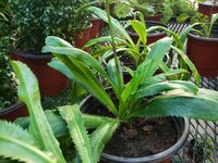Mexikanischer Koriander (Eryngium foetidum)