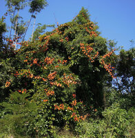 Goldblatt-Bauhinia (Phanera aureifolia)