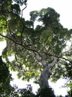 Sri-Lanka-Mango (Mangifera zeylanica)