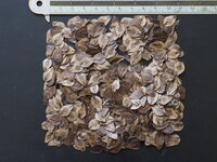 Riesen-Pfeifenblume (Aristolochia gigantea)
