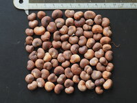 Afrikanischer Affenbrotbaum (Adansonia digitata)
