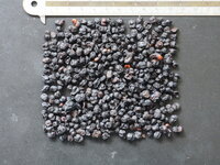 5-Geschmacks-Beere (Schisandra chinensis)
