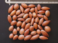 Argan (Argania spinosa)