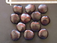 Afrikanisches Traumkraut (Entada rheedii)