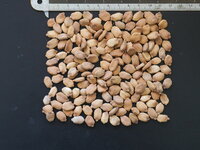 Bittermelone (Momordica charantia)