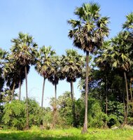 Palmyra-Palme (Borassus flabellifer)
