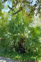 Palmyra-Palme (Borassus flabellifer)