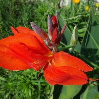 Indisches Blumenrohr (Canna indica)