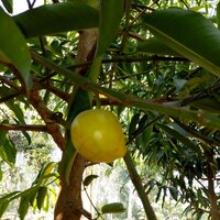 Moendoe (Garcinia xanthochymus)