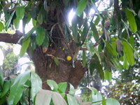 Moendoe (Garcinia xanthochymus)