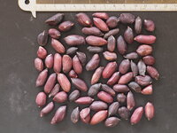 Schwarze Erdnuss (Arachis hypogaea 'Black')
