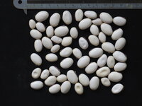 Jackbohne (Canavalia ensiformis)