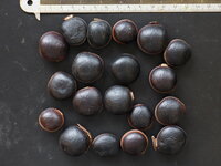Seeportemonnaie (Dioclea reflexa)