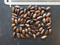 Zuckersack (Annona squamosa)