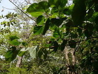 Elefantenohr-Feige (Ficus auriculata)