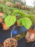 Elefantenohr-Feige (Ficus auriculata)