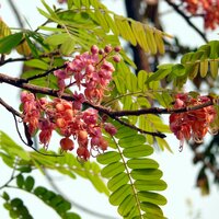 Rosa Regenbaum (Cassia grandis)