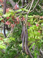 Rosa Regenbaum (Cassia grandis)