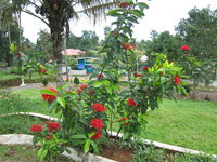 Pfauenblume (Ixora coccinea)