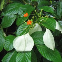 Flaggenstrauch (Mussaenda frondosa)