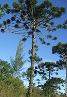 Paran&aacute;-Kiefer (Araucaria angustifolia)
