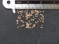 Silberrebe-Kiwi (Actinidia polygama)