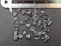 Tequila-Agave (Agave tequilana)