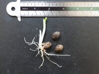 Aronstab (Amorphophallus plicatus)