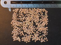 Rooibos (Aspalathus linearis)