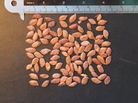 Karambole (Averrhoa carambola)