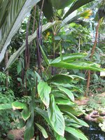 Cyrtosperma (Cyrtosperma hambalii)