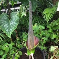 Aronstab (Amorphophallus lambii)