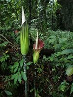 Aronstab (Amorphophallus lambii)