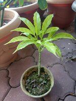 Aronstab (Amorphophallus lambii)