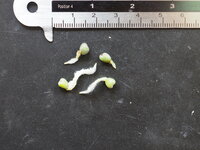 Anthurium (Anthurium magnificum)