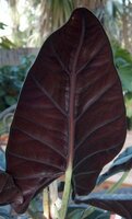 Alocasia (Alocasia reginae)