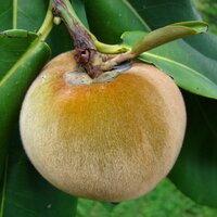 Samtapfel (Diospyros blancoi)