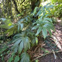Finger-Anthurium (Anthurium pedatoradiatum)