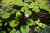Blauer Lotus (Nymphaea nouchali)